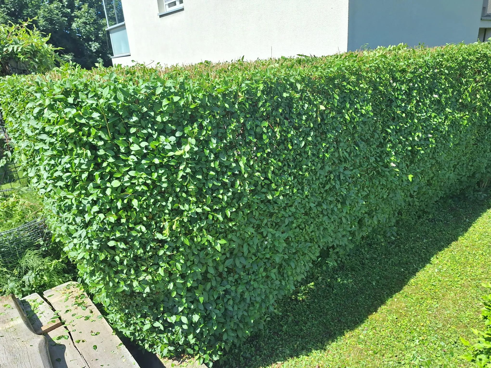 Frisch geschnittene Hecke in einem Privatgarten