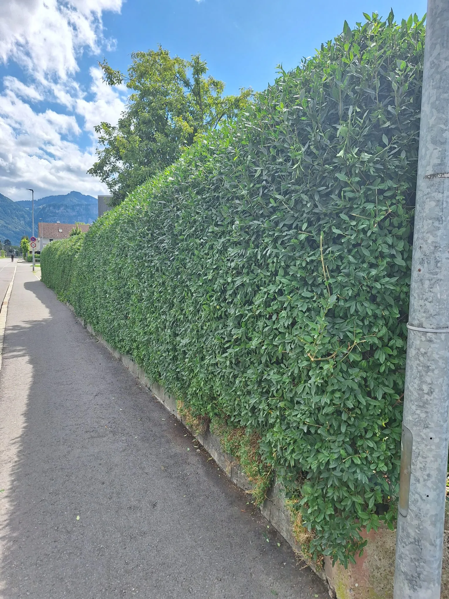 Frisch geschnittene, hohe Hecke entlang des Gehsteigs