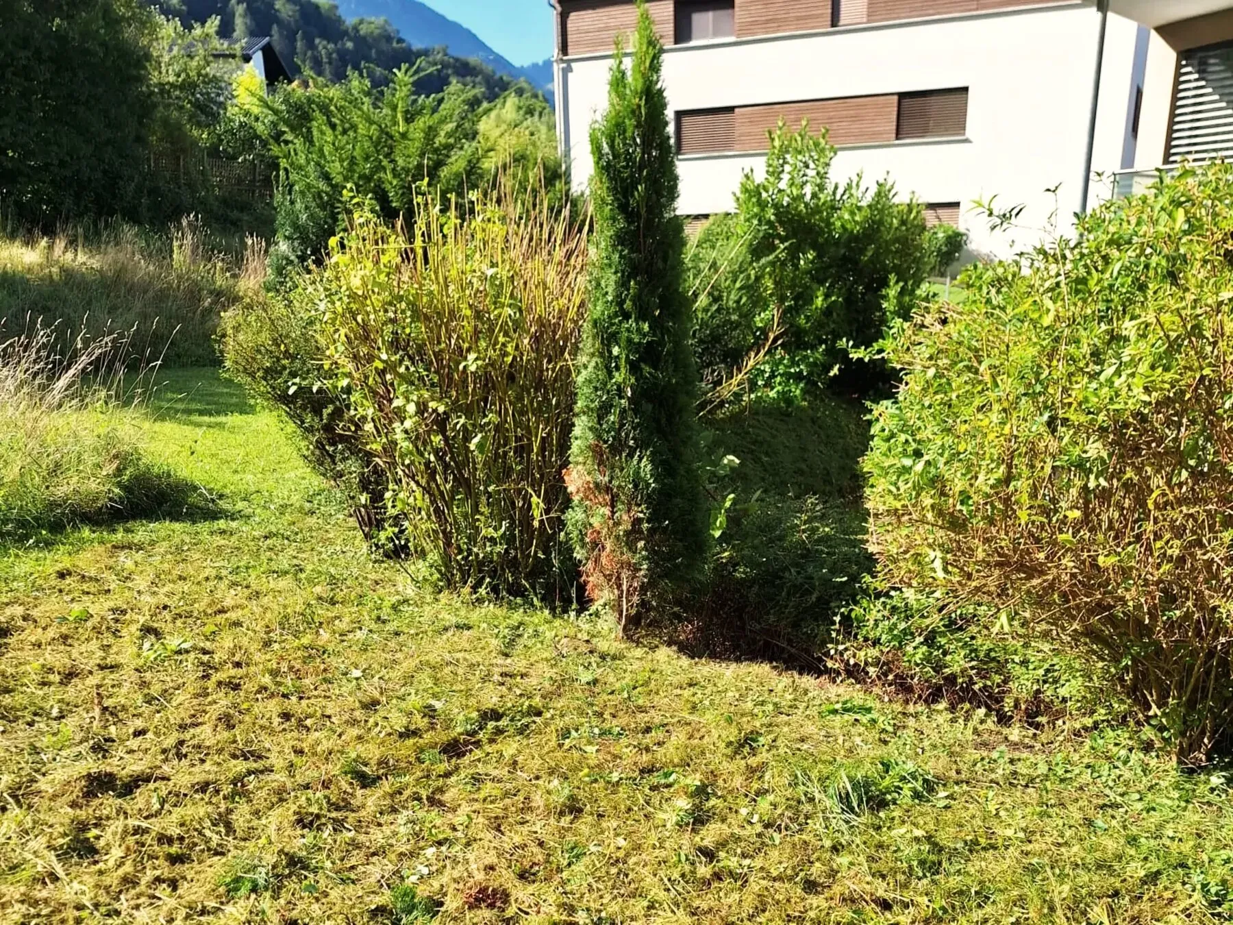 Frisch gemähter Garten mit Hecke in Vorarlberg